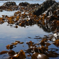 Brown Kelp (Laminaria digitata & Ascophyllum nodosum)  human nutrition powder 25kg